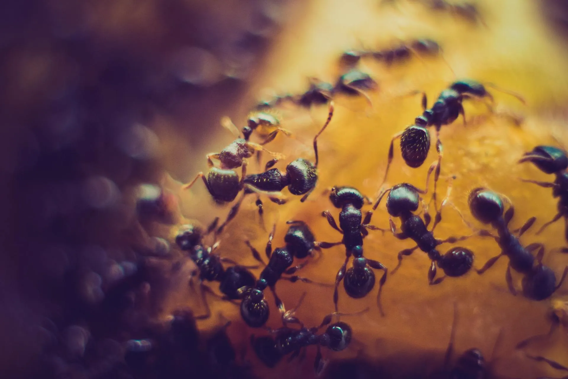 Stop the Ant Invasion