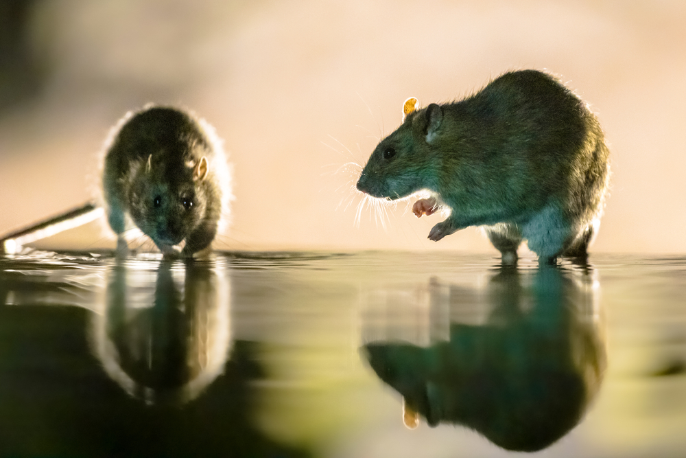 Rodent Control in Pasco County