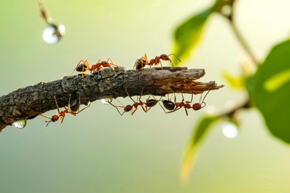 Florida’s Rainy Season Pest Control