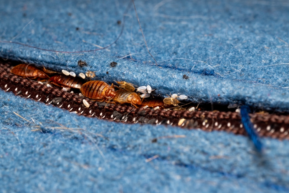 bed bug treatment in hudson