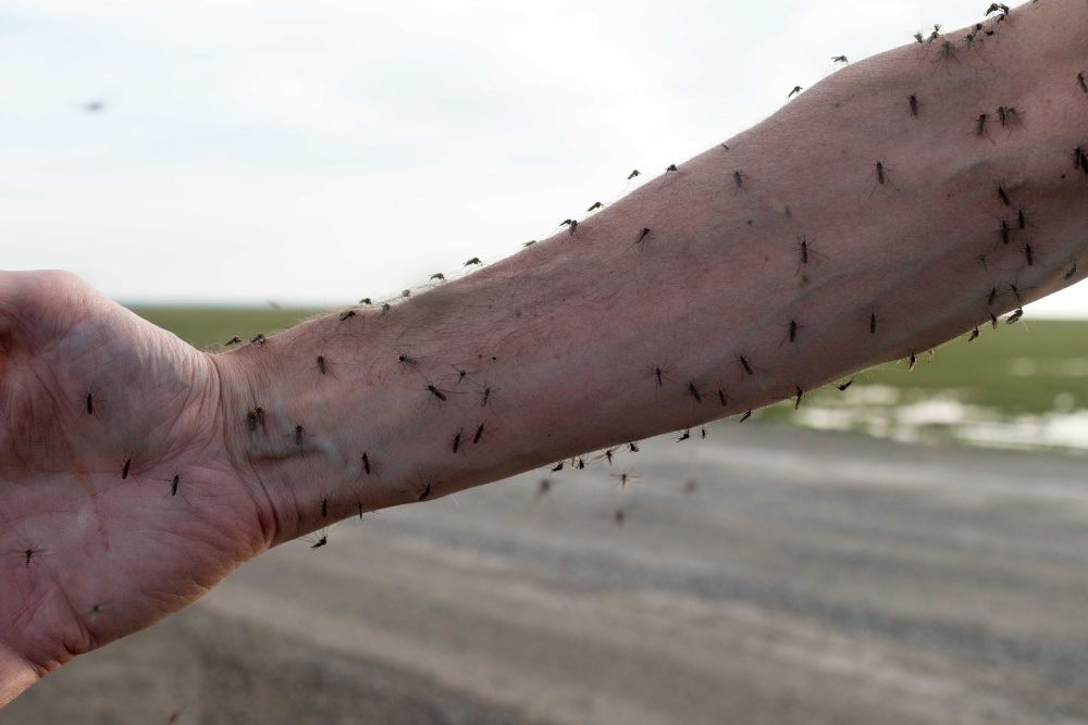 Mosquito Control