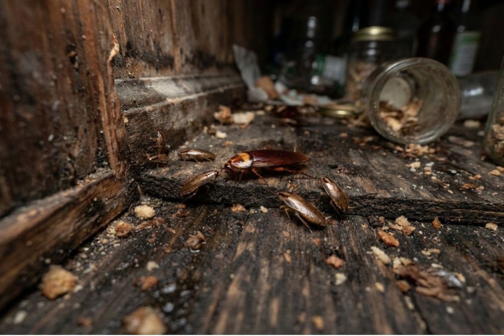 Palmetto Bugs vs. German Roaches
