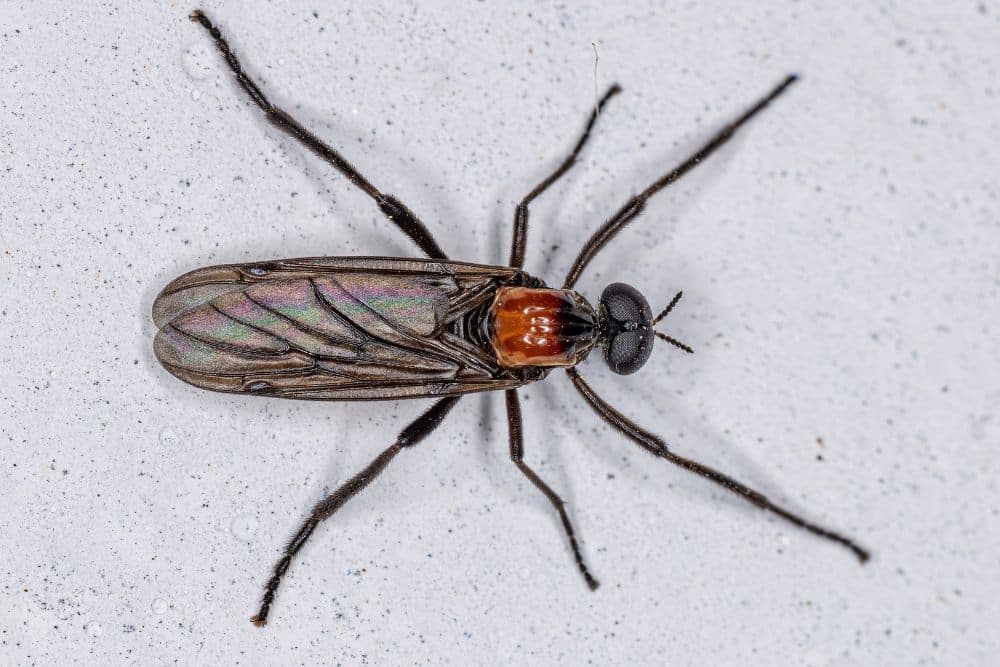 Lovebug Season in West Pasco: Why They Swarm and What Actually Helps